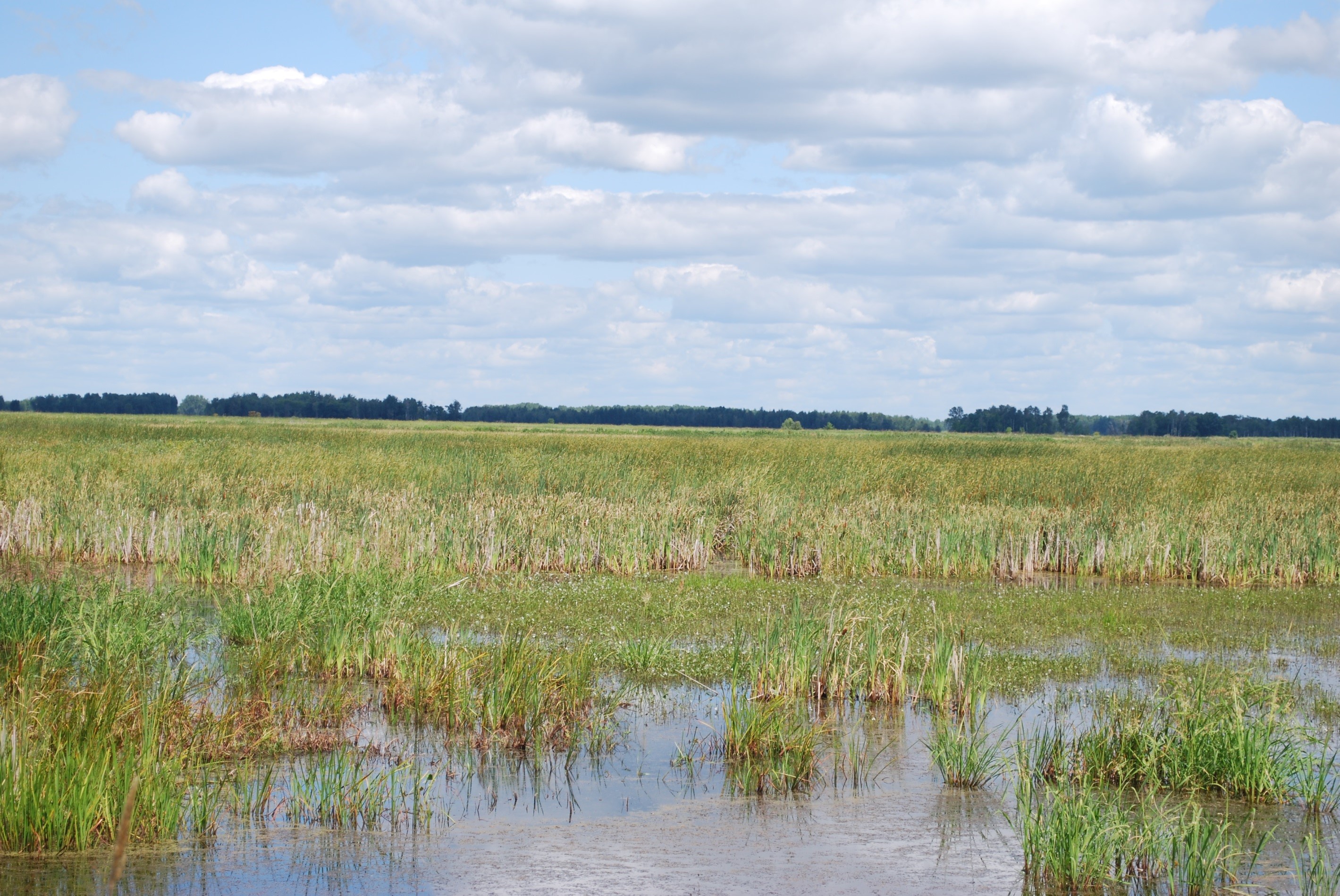 Vegetation Establishment and Maintenance Wetland Management Hemi-Marsh