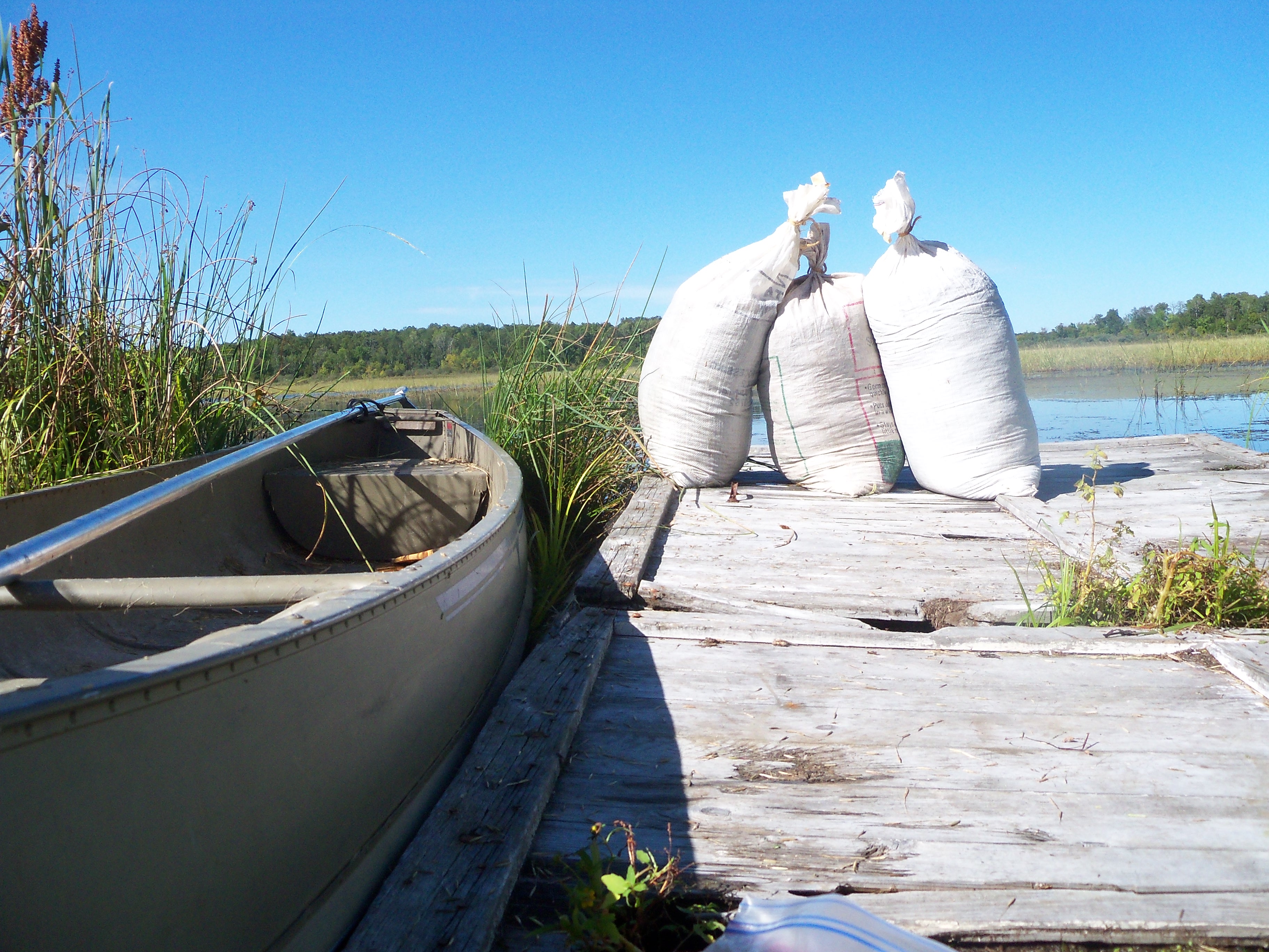 Canoe next to dock with bags of harvested wild rice