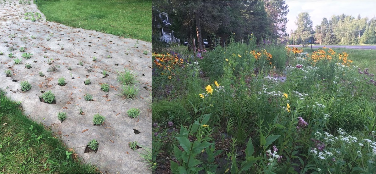 Image of Vegetation Establishment and Maintenance Suppression Mat Shortly after Installation (left side) One Year Later (right side)