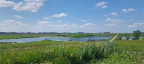 Restored wetland filled with water