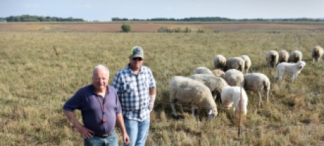 Two men stand in front of grazing sheep