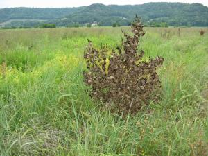 Vegetation Establishment and Maintenance Wetland Management Cottonwood Control