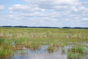 Vegetation Establishment and Maintenance Wetland Management Hemi-Marsh