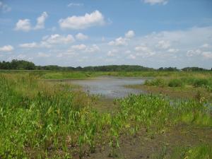 Vegetation Establishment and Maintenance Wetland Management Maintaining Plant Diversity