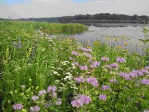 Vegetation Establishment and Maintenance Wetland Management Reed Canary Grass Control