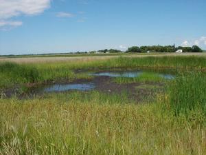 Vegetation Establishment and Maintenance Wetland Establishment Reseeding