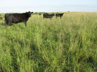 Image of Vegetation Establishment and Maintenance Upland Maintenance Conservation Grazing Cows