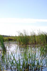 Vegetation Establishment and Maintenance Wetland Management Drawdown