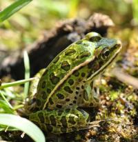Vegetation Establishment and Maintenance Wetland Management Frog