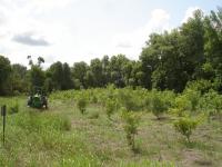 Image of Vegetation Establishment and Maintenance Updland Maintenance Mowing Trees