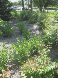 Image of Vegetation Establishment and Maintenance Stormwater Projects Shurbs