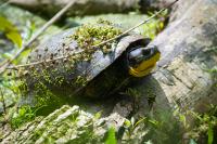 Vegetation Establishment and Maintenance Wetland Management Turtle