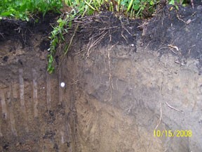 Image of Vegetatoin Establishment and Maintenance Stormwater Project Root Depth