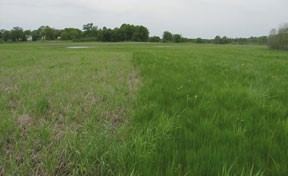 Image of Vegetation Establishment and Maintenance Prairie Establishment Temporary Covers