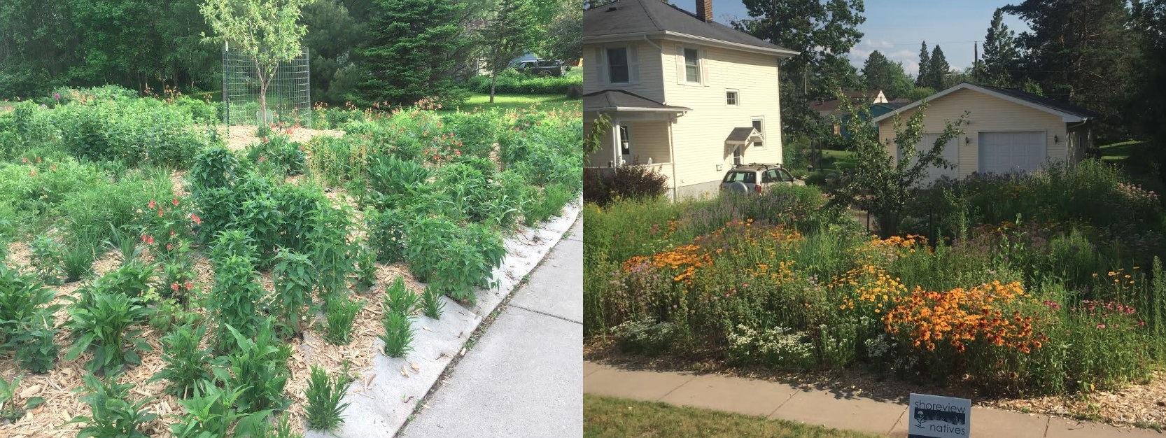 Image of Vegetation Establishment and Maintenance Suppression Mat Left Side is Nine Months after Planting Right Side is One Year After Planting