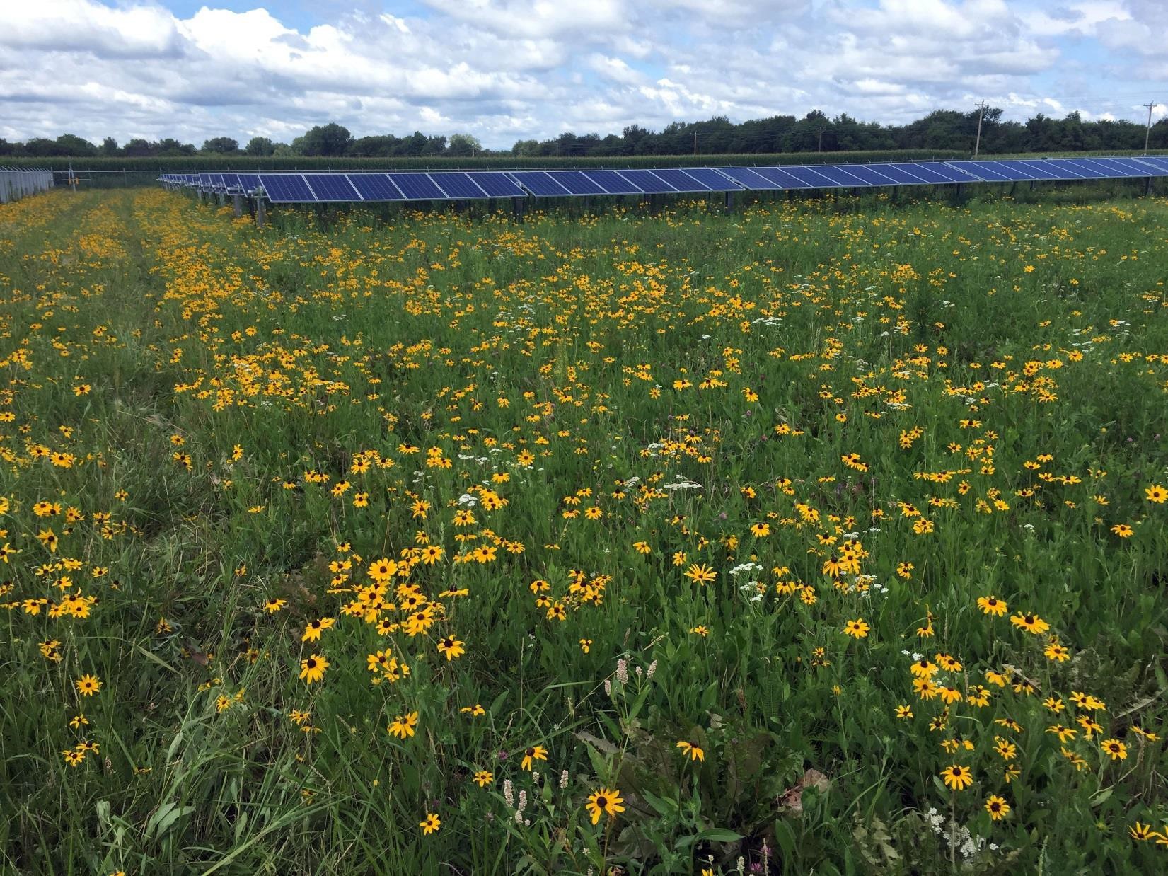 Solar Panel in Flowers