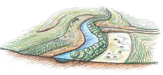 sketch of stream and agricultural fields with buffer, perennial crops and grazing