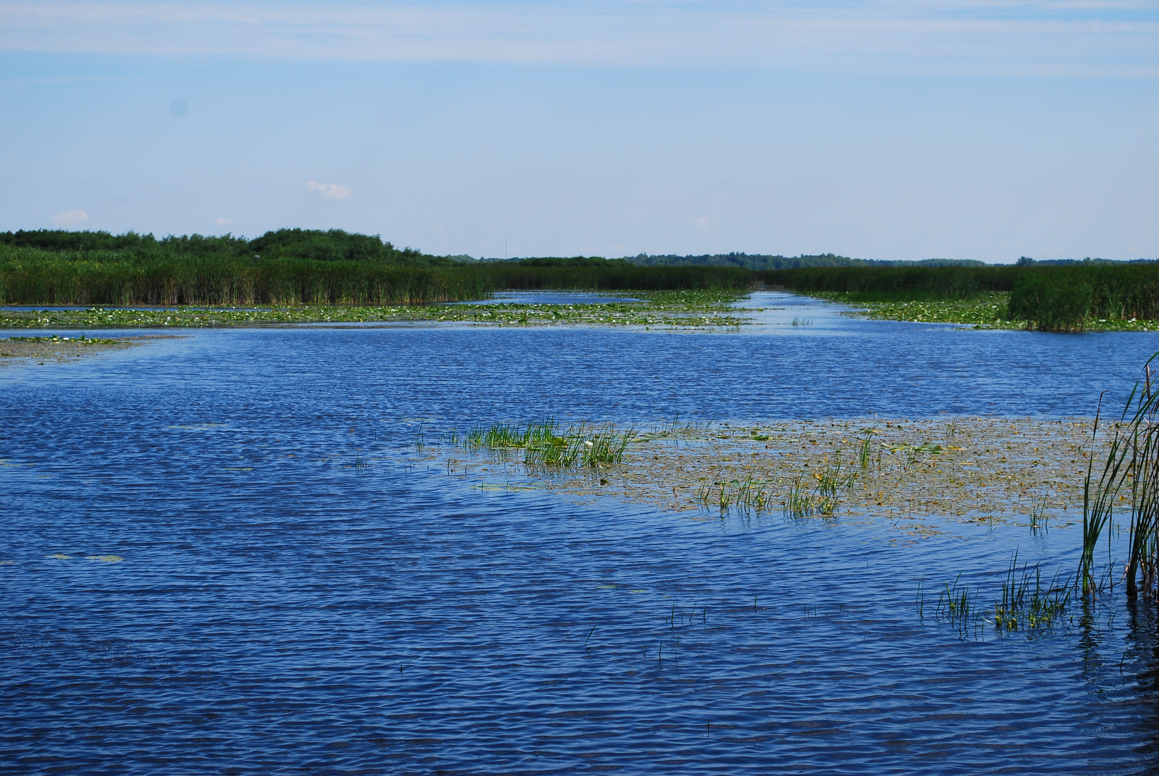 Wetlands FI | MN Board of Water, Soil Resources