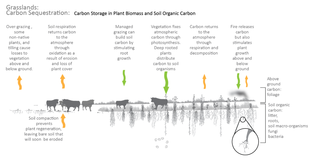 diagram showing carbon storage in plant biomass and soil organic carbon and losses of carbon through erosion and over-grazing