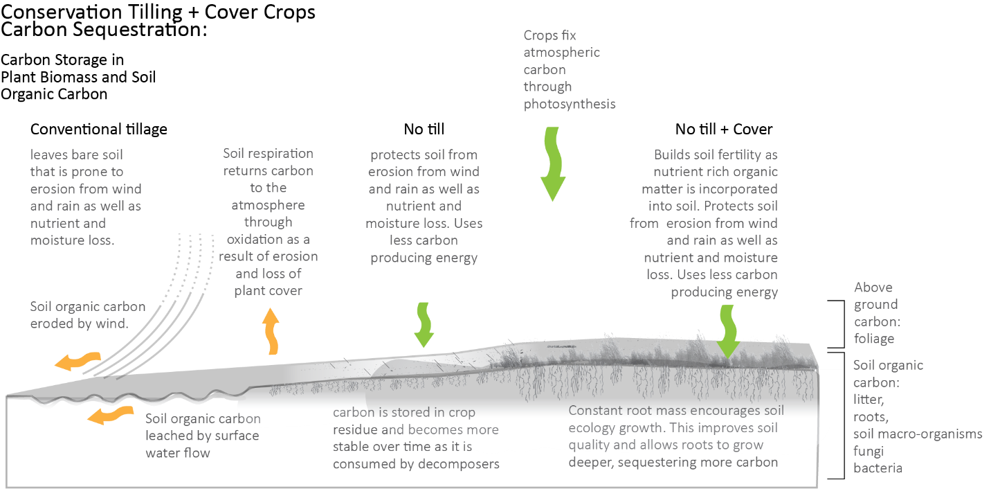 diagram showing effects of conventional tillage, no till, and cover crops on carbon sequestration