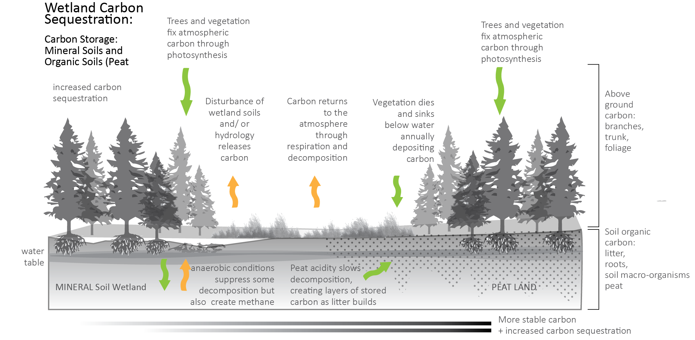 diagram showing carbon storage and carbon/methane emissions in wetlands with both mineral and organic soils