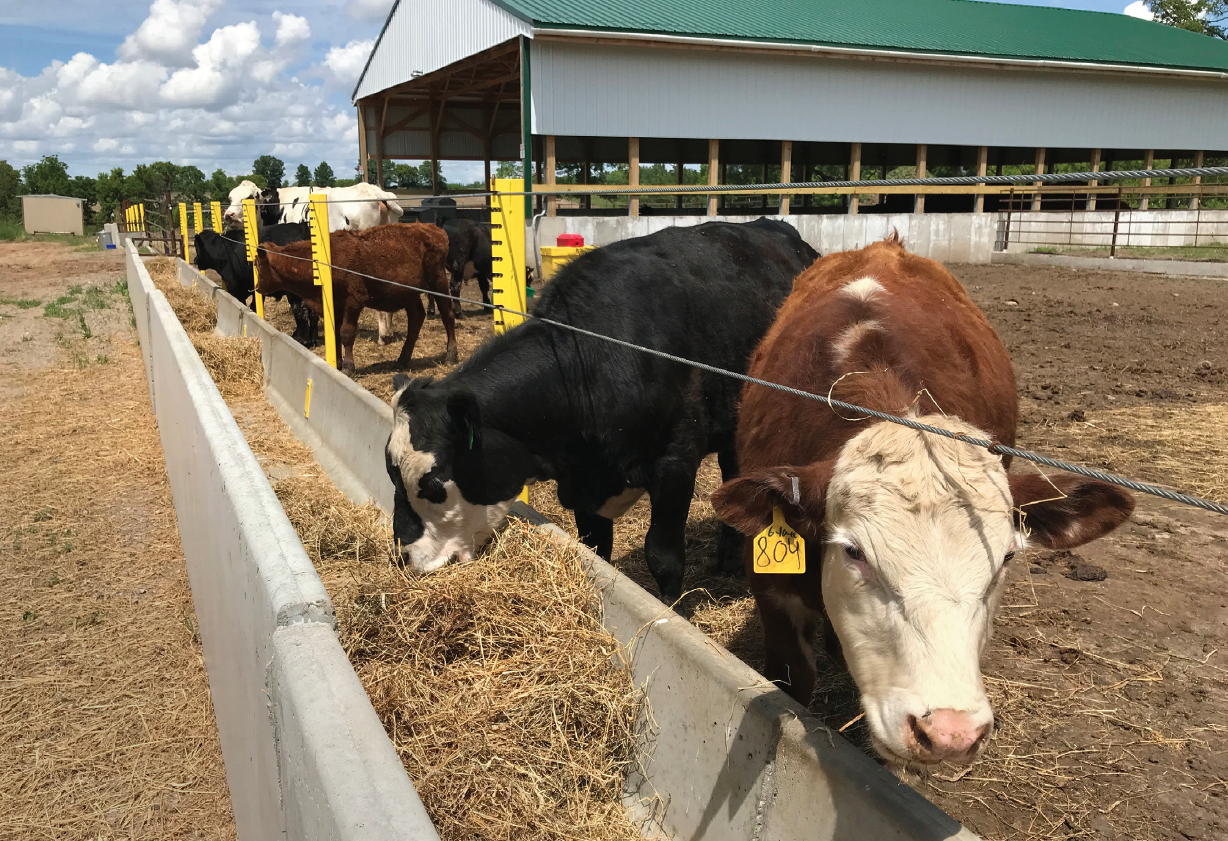 Cows grazing 