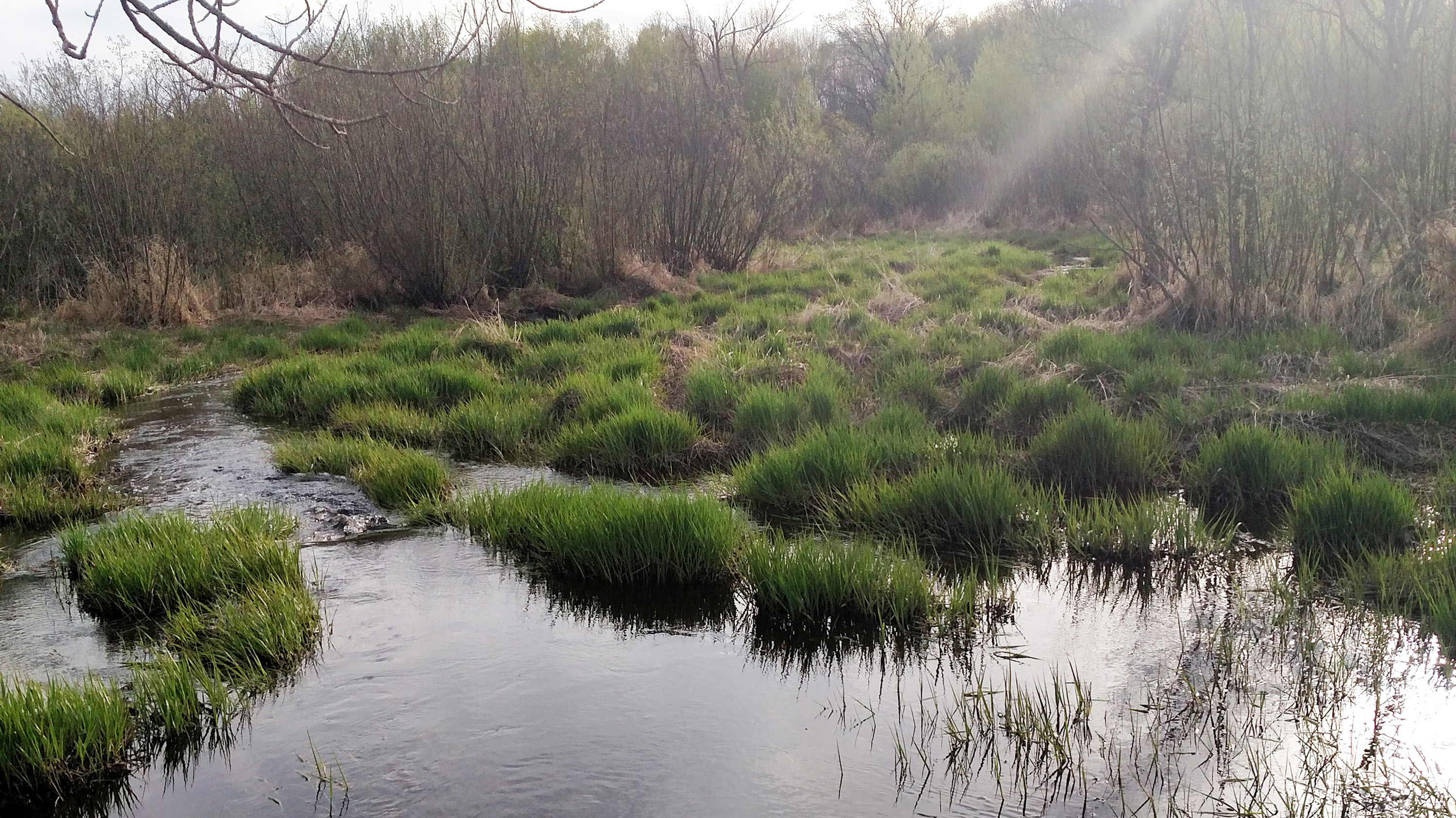 Misty boggy area in Mille Lacs County within the Rum River watershed