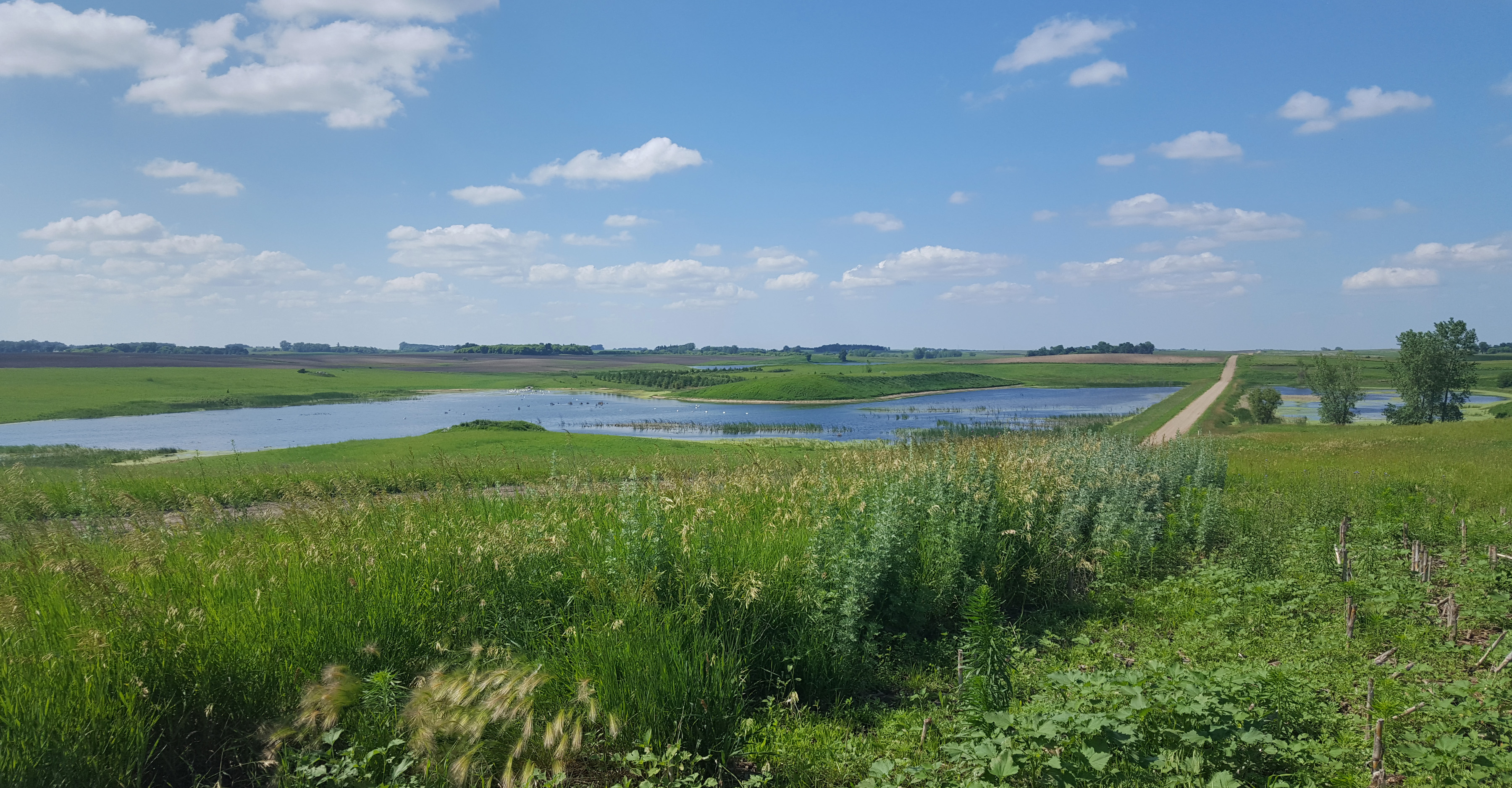 Restored wetland filled with water