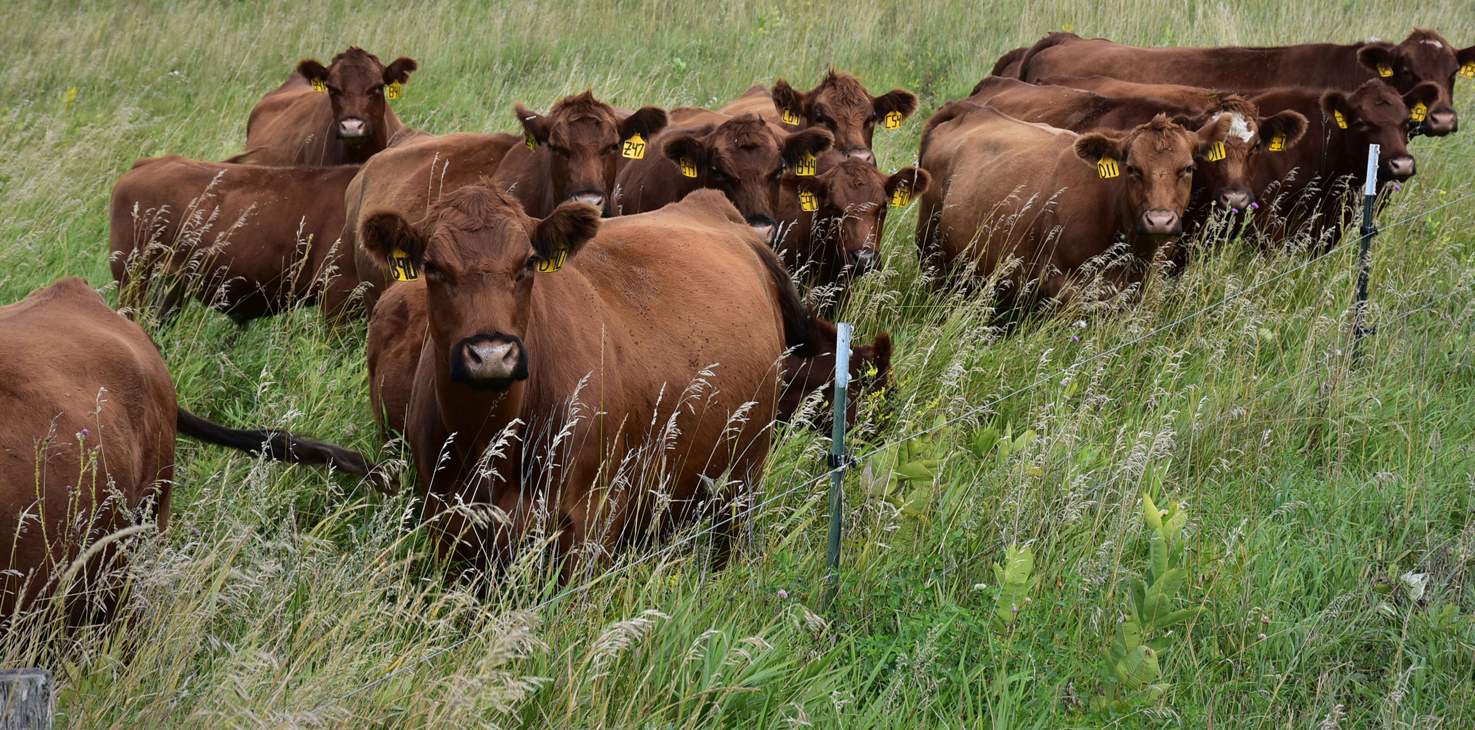 Cattle grazing