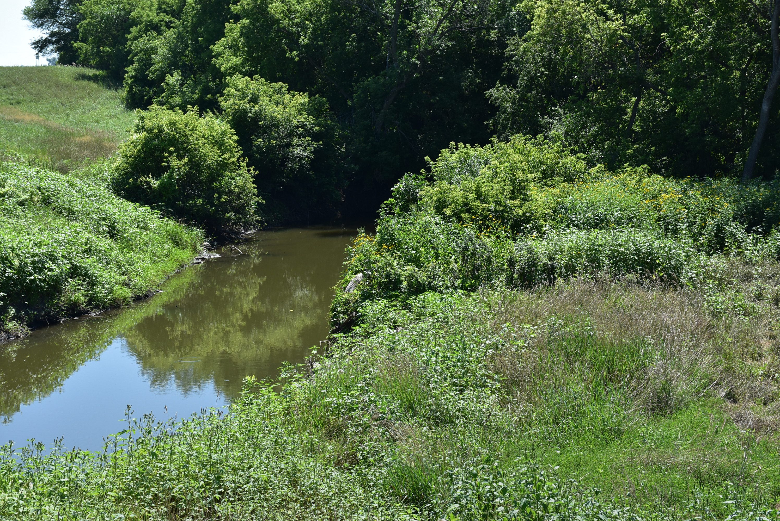 Grass, shrubs and trees border a creek