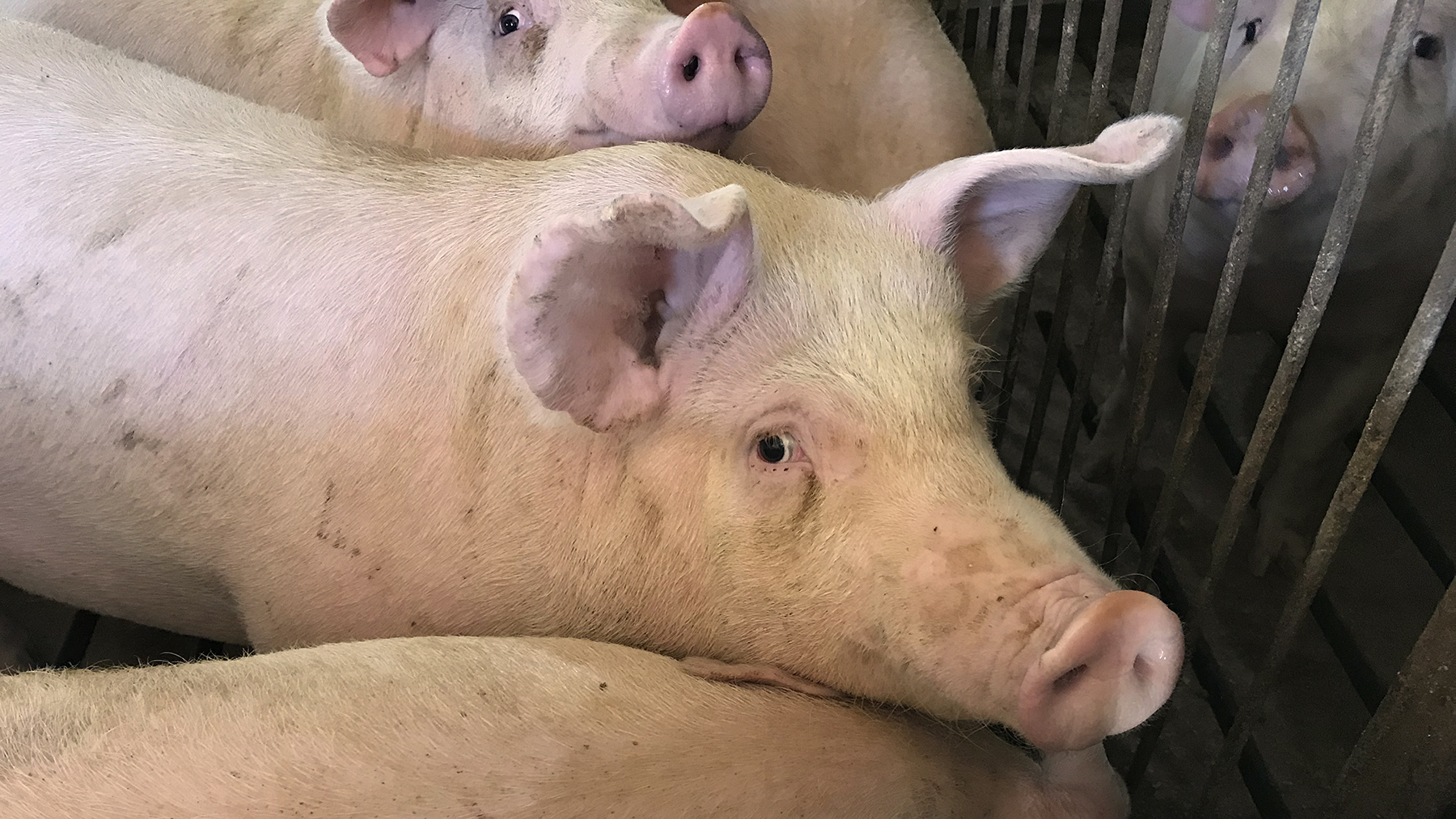 Hogs perk up their ears