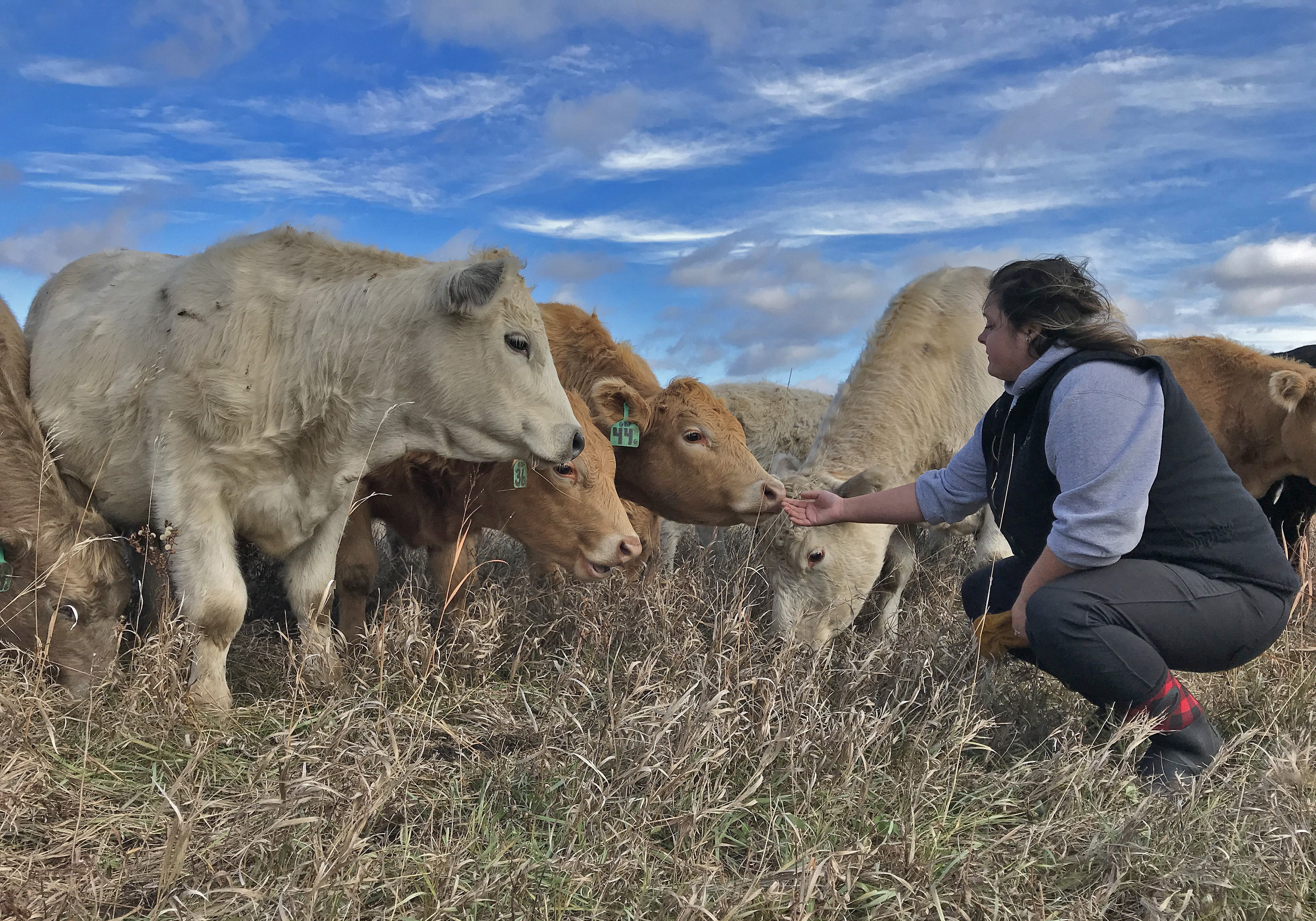 Jennifer Olson extends a hand to beef cattle in a pasture