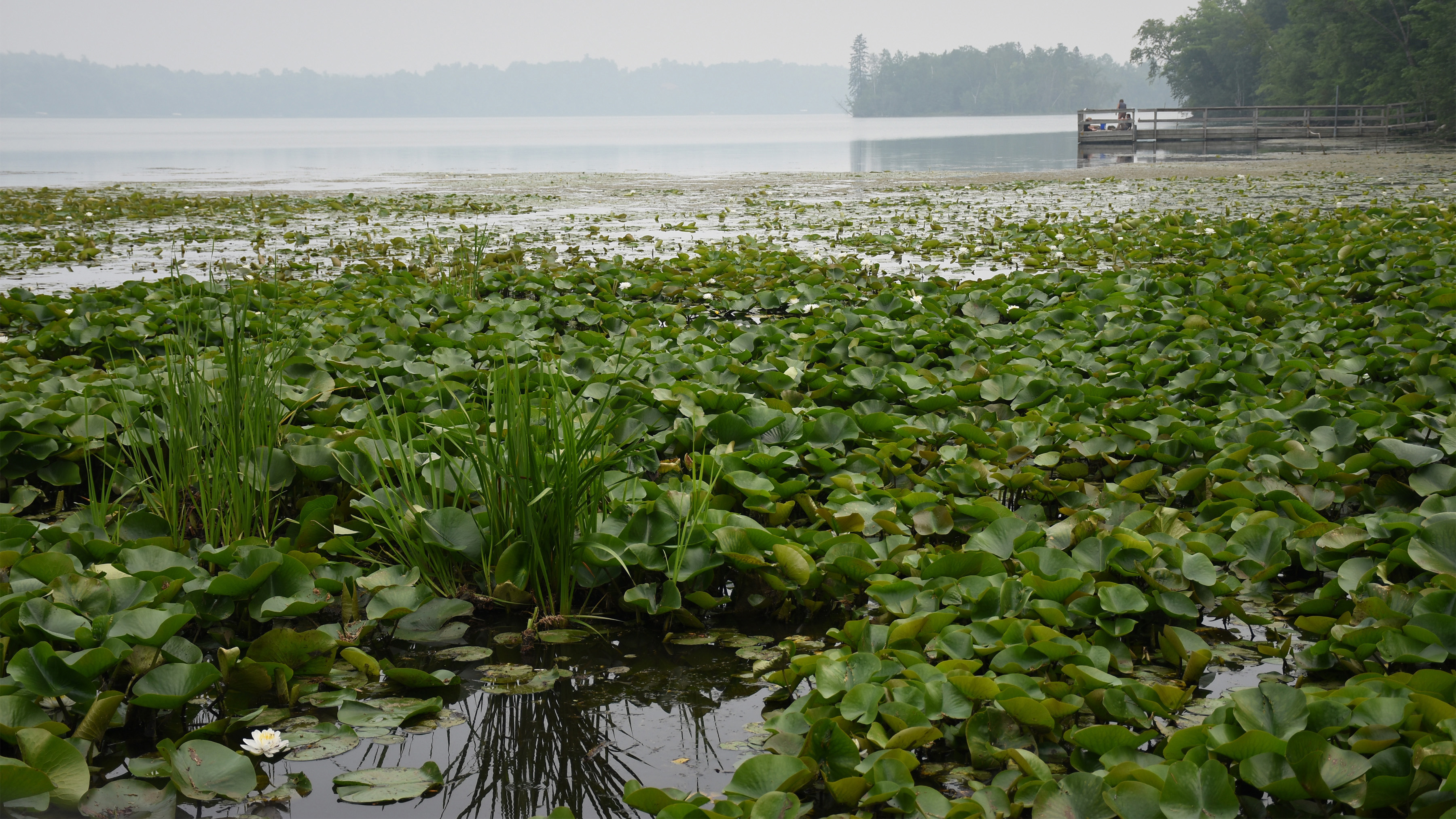 Lake with water plants floating on top