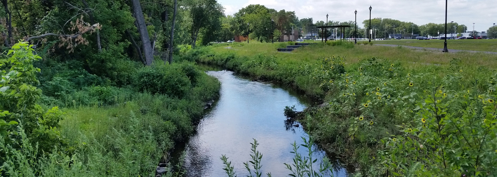 Lush green plants border a narrow stream with trees growing along one bank