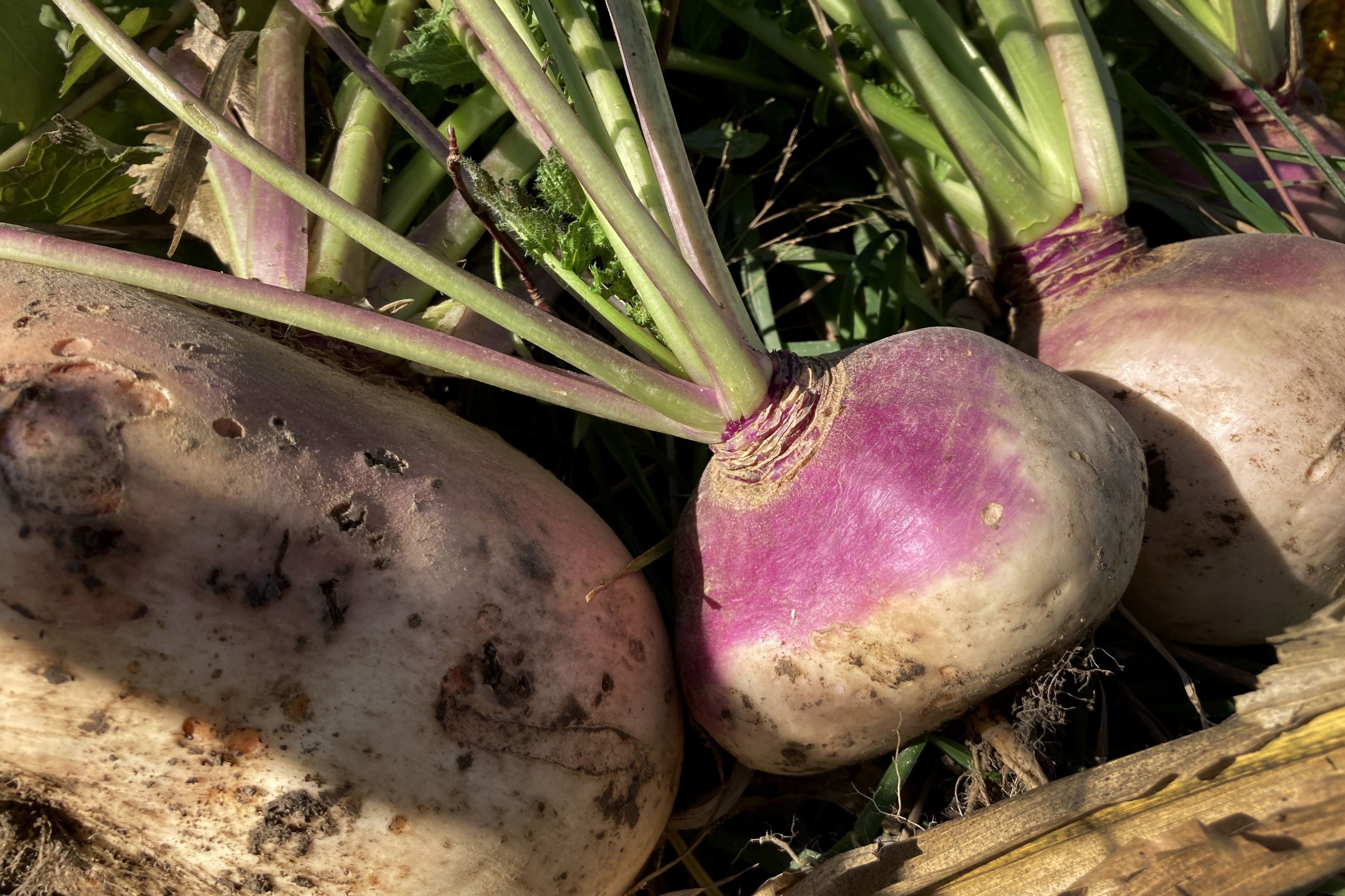 A large white turnip is at the left of the frame