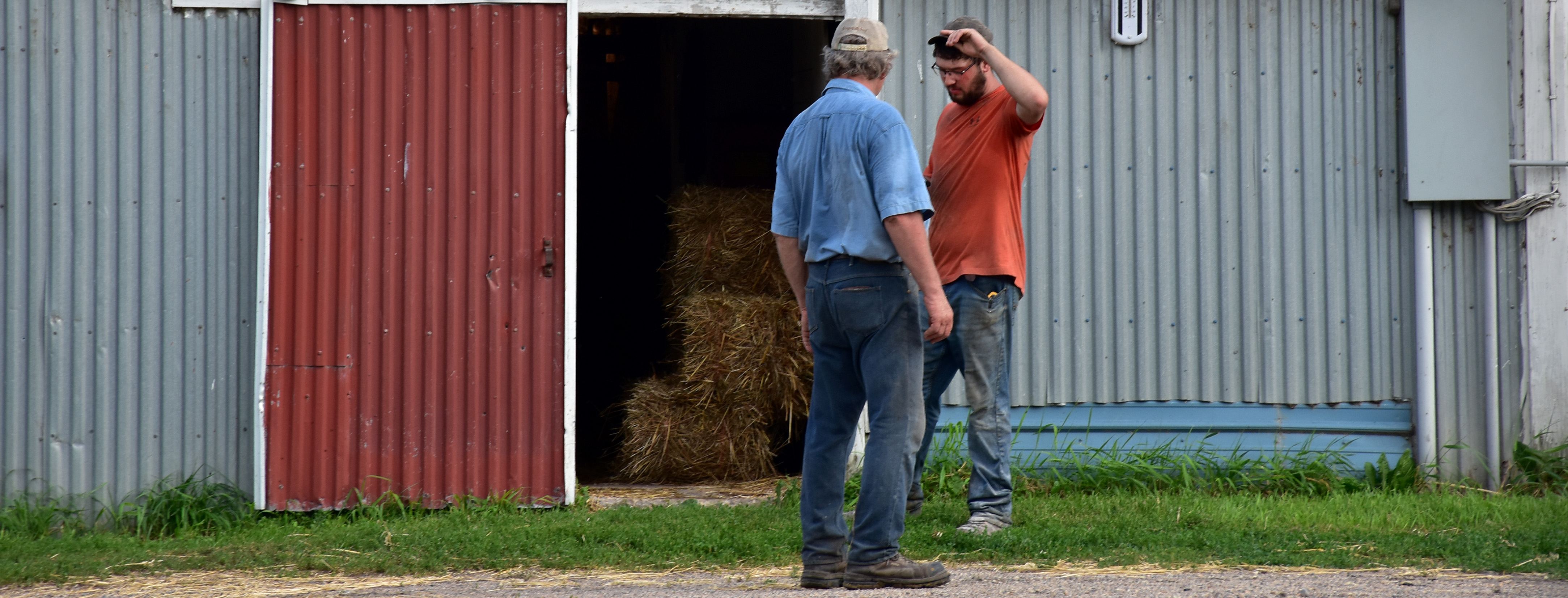 douglas dairy