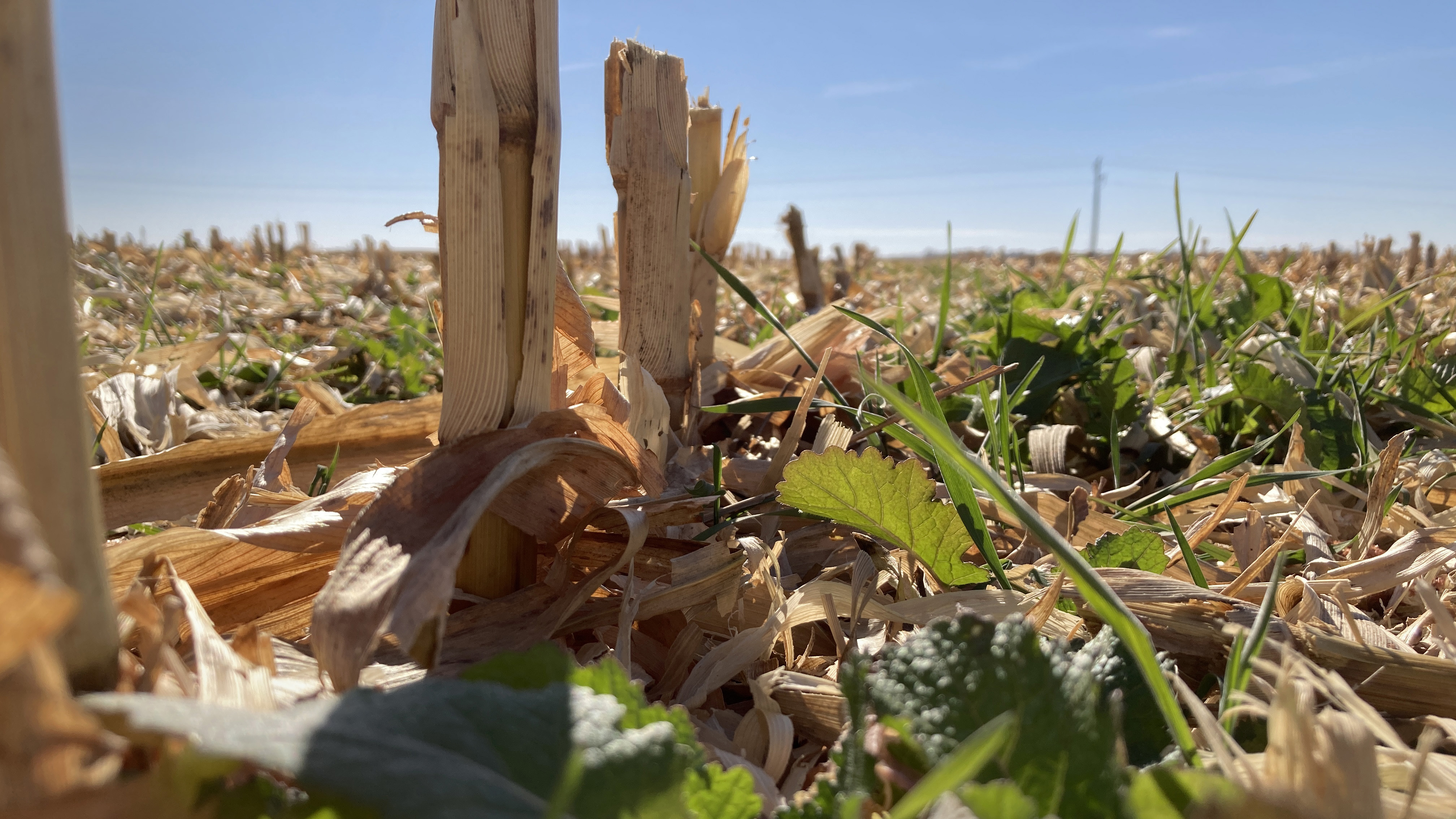 A green cover crop emerges from corn stubble