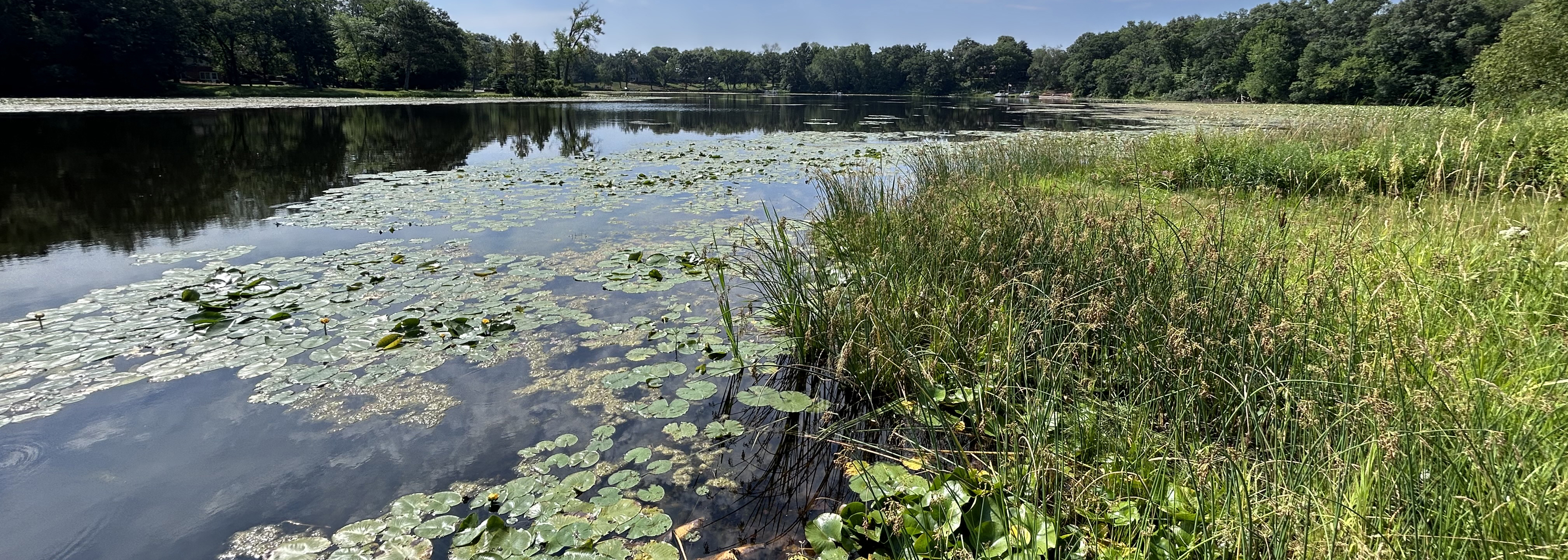 Waters edge with tall grasses and lily pads.