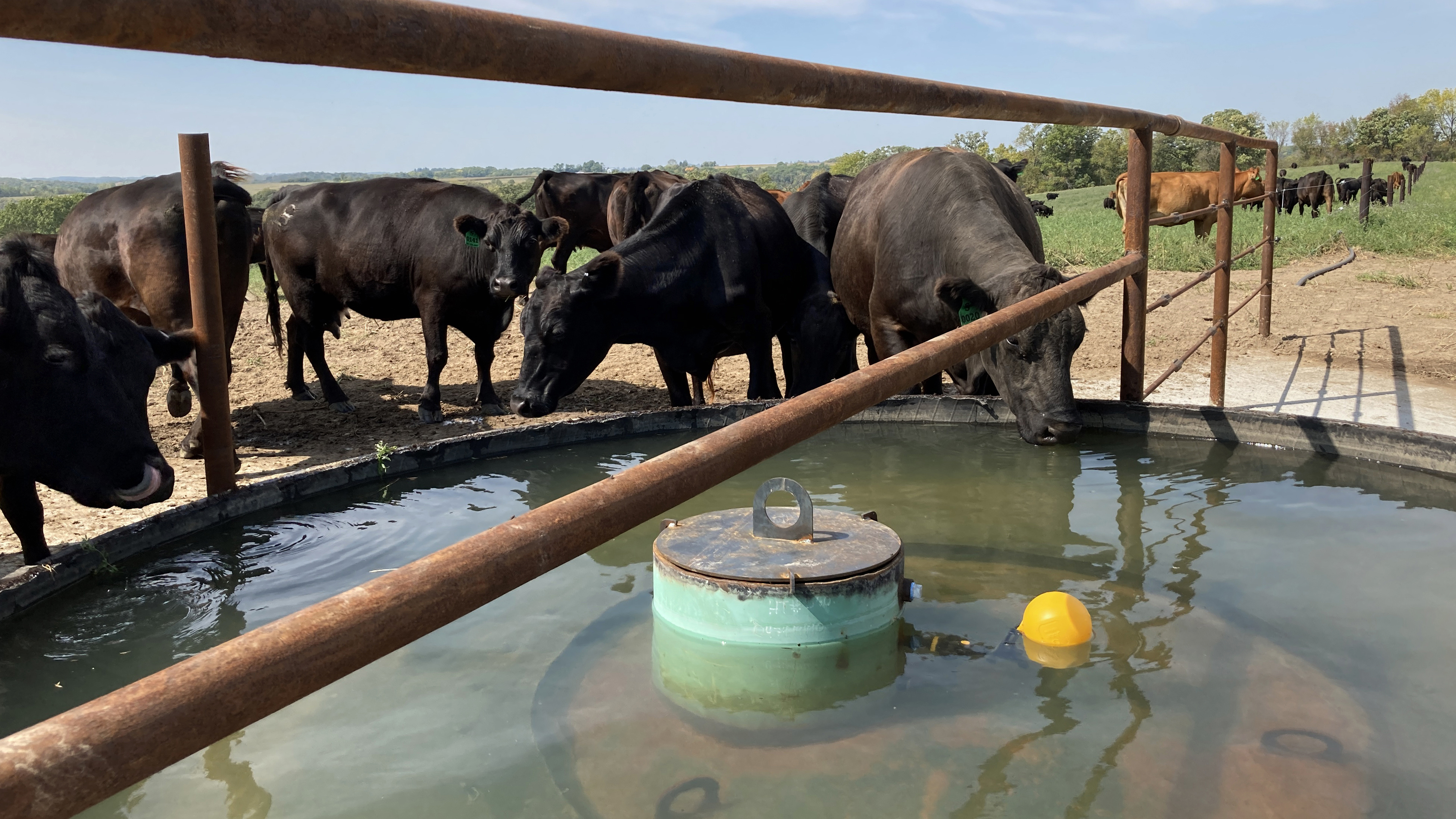 cattle drink from a round water tank