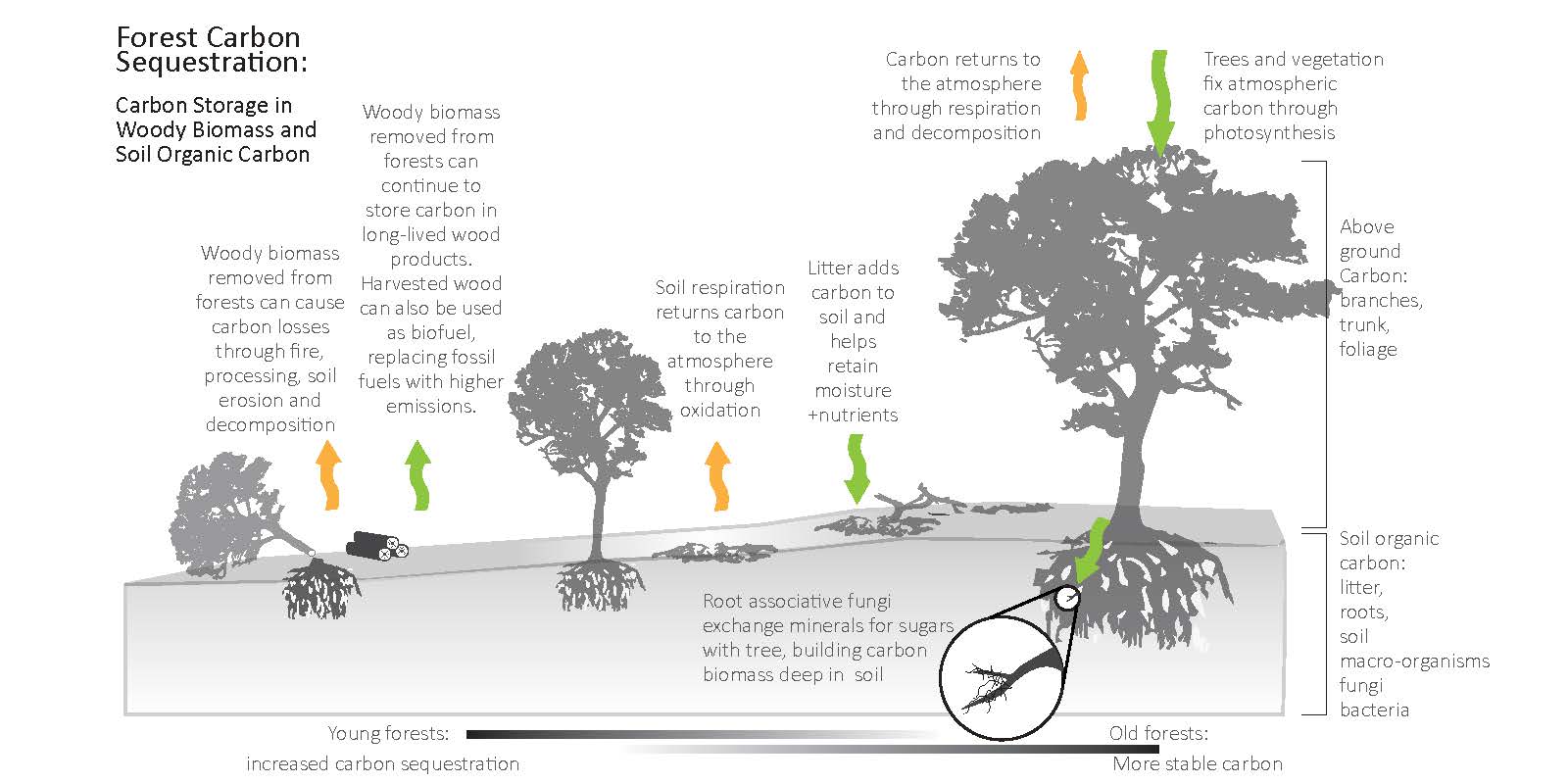 diagram of carbon fluxes in forest setting