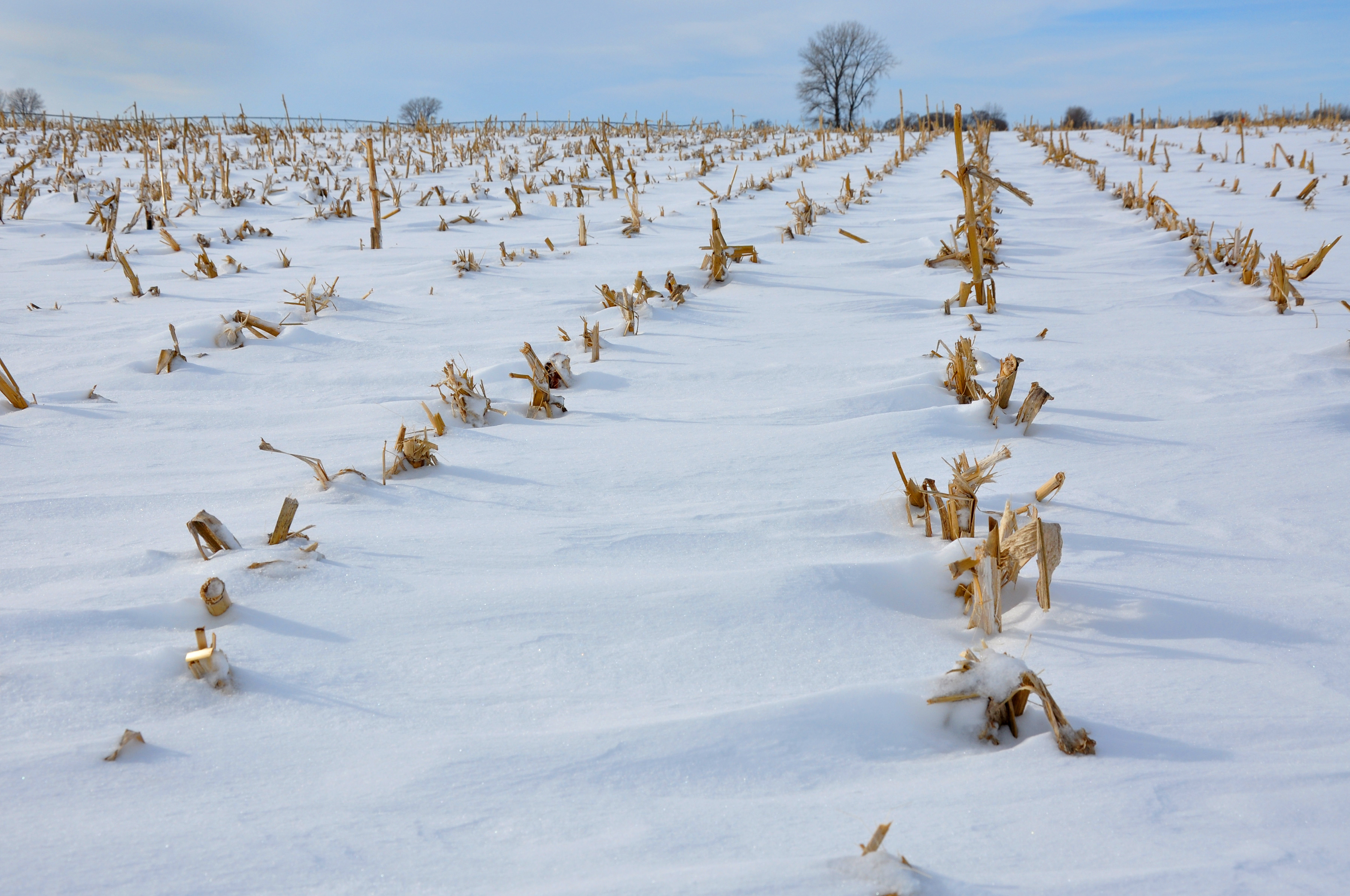 cornstalks in a snow covered field