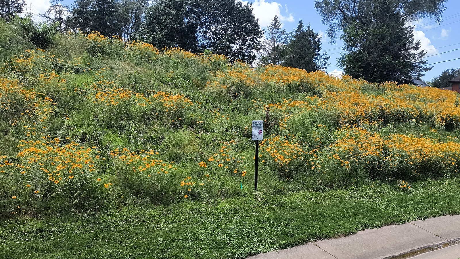 tall grasses and yellow flowers on a steep hillside