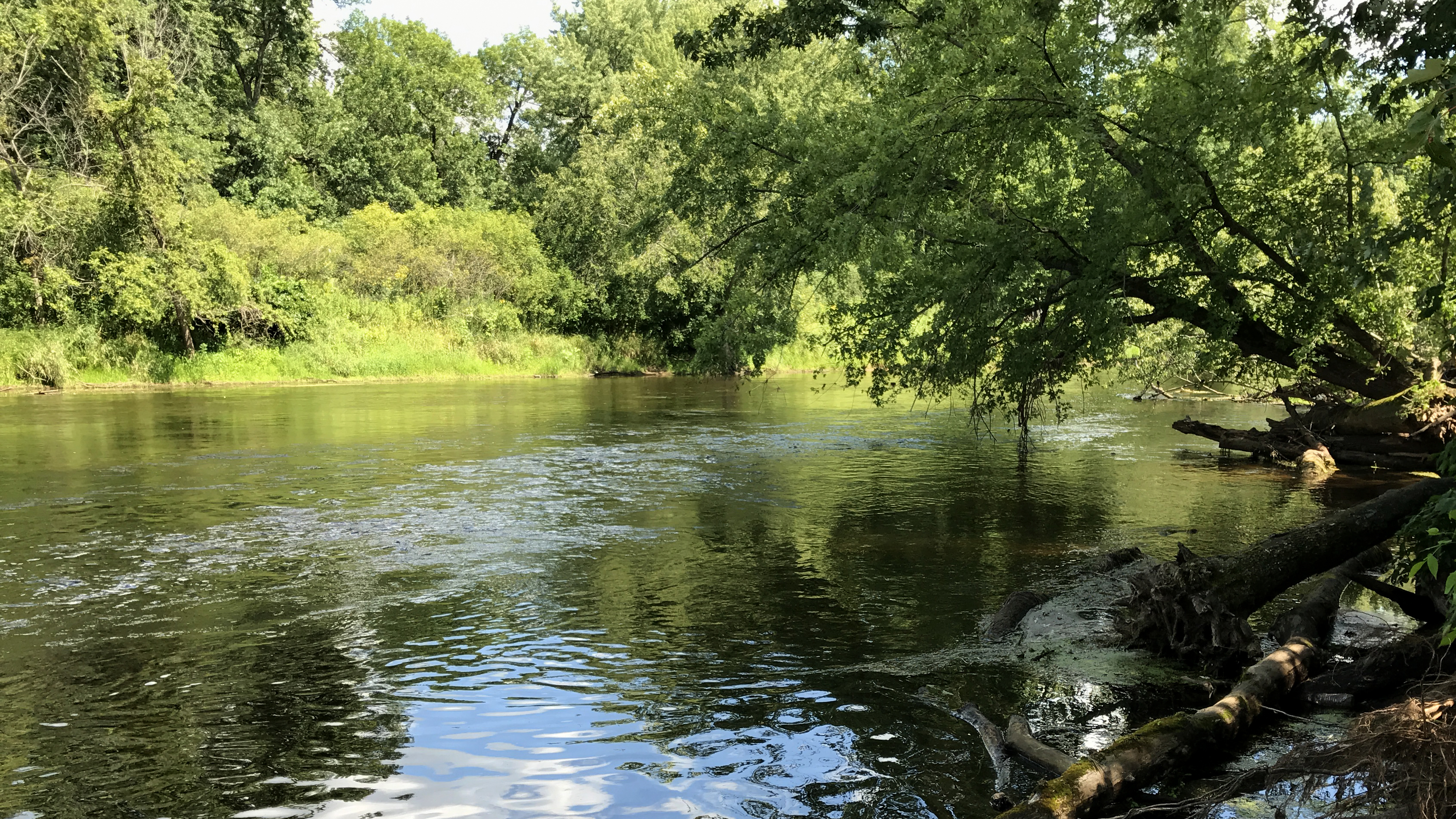 trees border a river