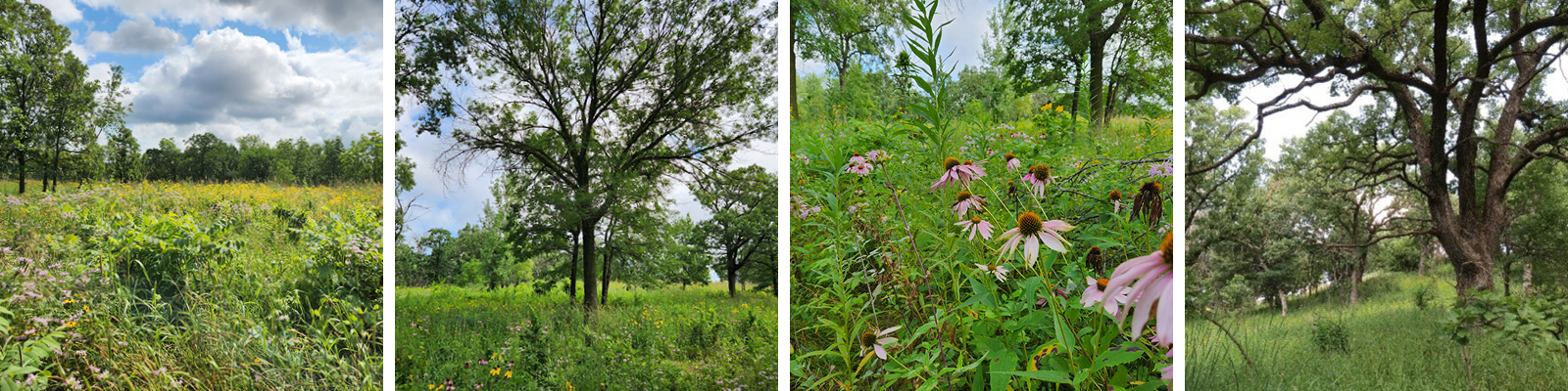 Collage of oak savanna habitat.