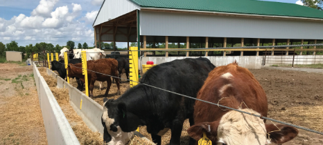 Cows grazing 