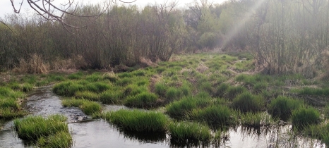 Misty boggy area in Mille Lacs County within the Rum River watershed