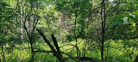 Dead bucktorn shrubs, at center back, are the result of spraying.