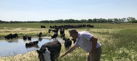 Mark Larson checks on a herd of rotationally grazed cattle