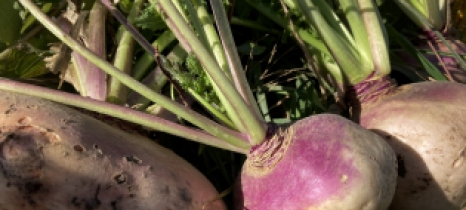 A large white turnip is at the left of the frame