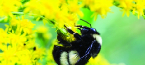 Striped bumblebee on yellow flowers